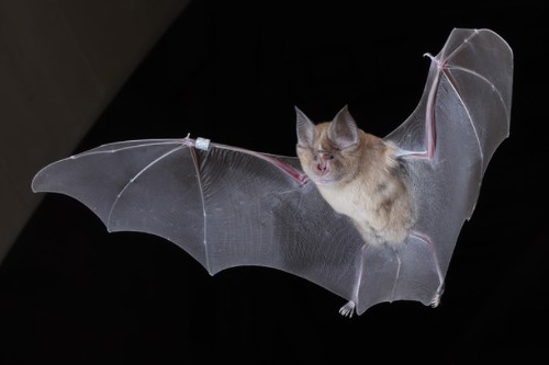 Greater Horseshoe Bat flying